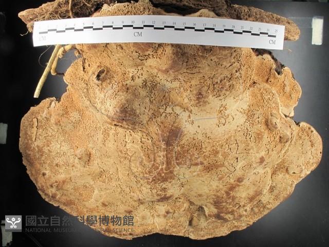 松生擬層孔菌藏品圖，第3張