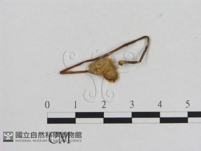 小菇屬藏品圖，第3張