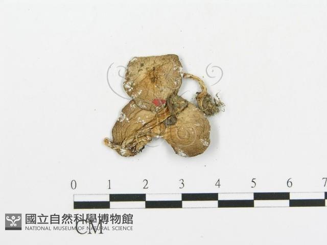 傘菌屬藏品圖，第3張