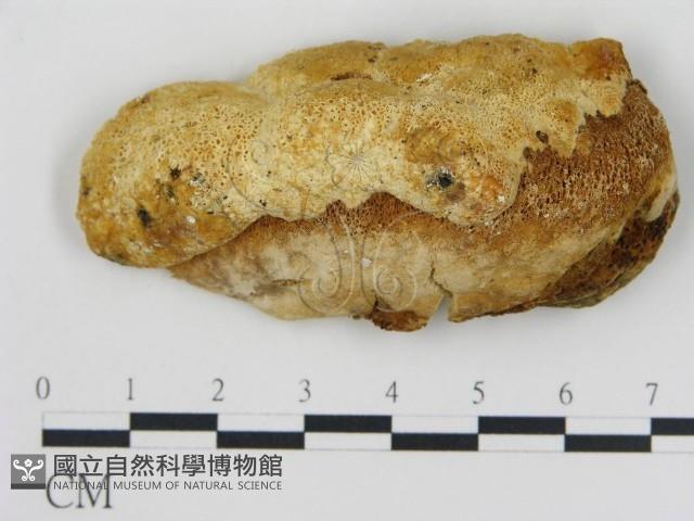 登錄號:F0017608藏品圖，第1張