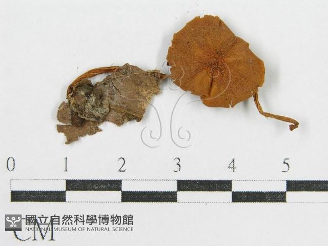 登錄號:F0005608藏品圖，第3張