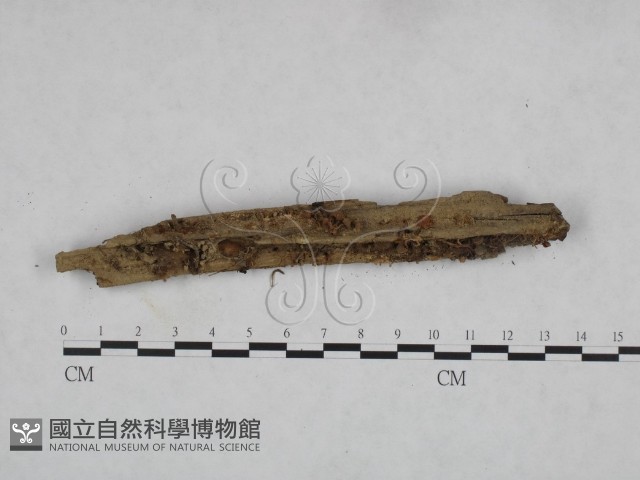 登錄號:F0023608藏品圖，第3張