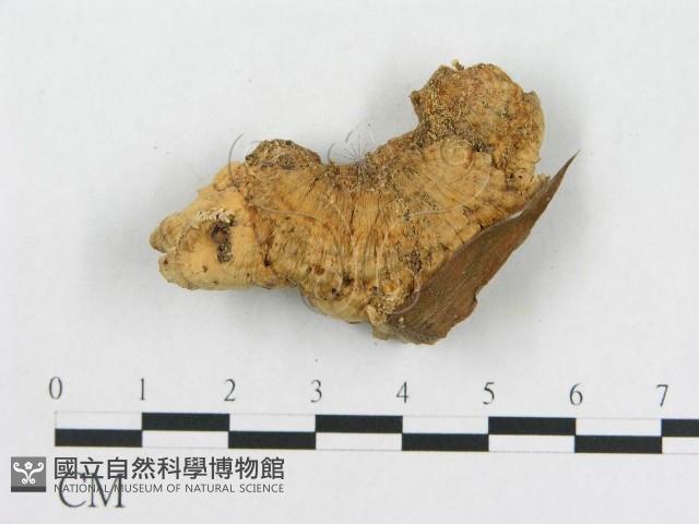登錄號:F0020408藏品圖，第3張