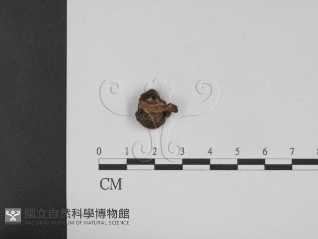 登錄號:F0010408藏品圖，第3張