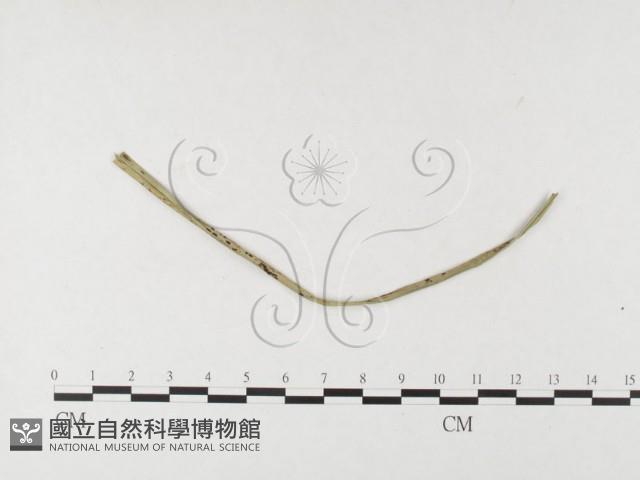 登錄號:F0026408藏品圖，第1張