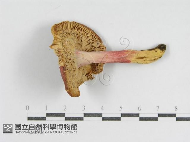 登錄號:F0016408藏品圖，第3張