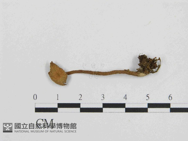 登錄號:F0014408藏品圖，第3張