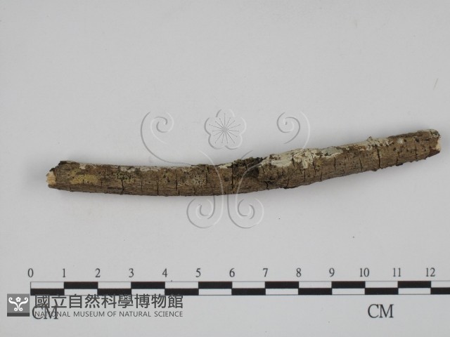 登錄號:F0002408藏品圖，第3張