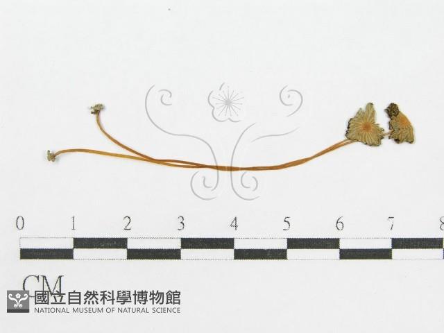 登錄號:F0012408藏品圖，第3張