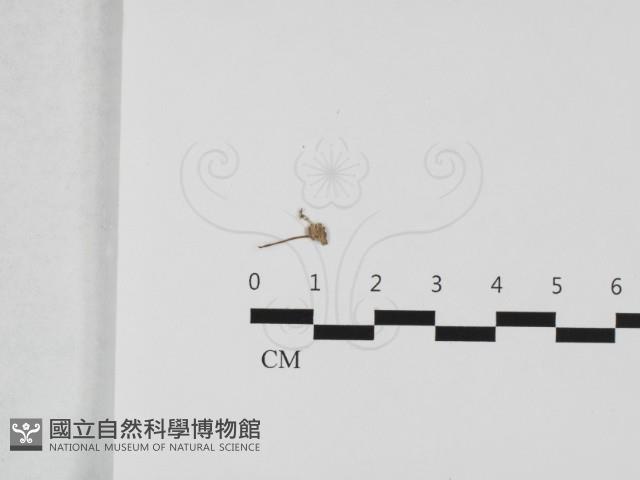 登錄號:F0032408藏品圖，第3張