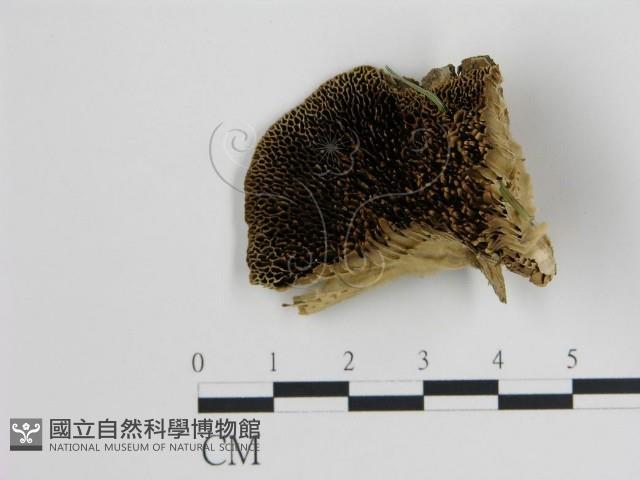 登錄號:F0017408藏品圖，第1張