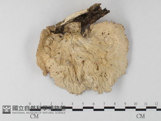 優雅波邊革菌藏品圖，第3張