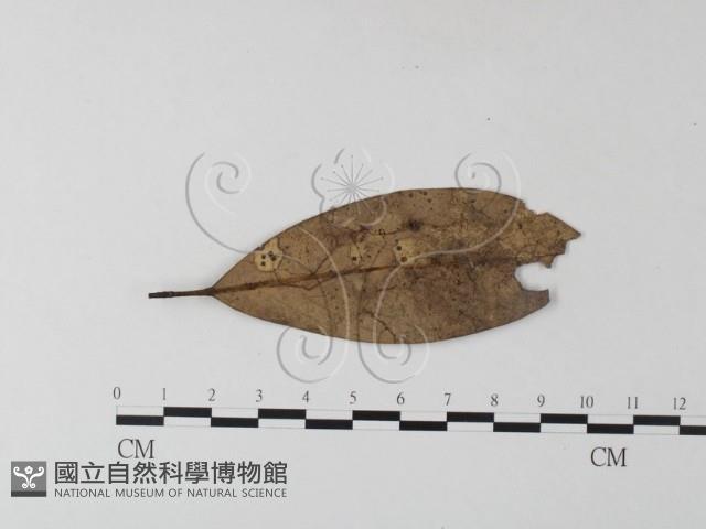 小皮傘屬藏品圖，第3張