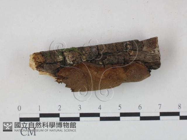 木層孔菌屬藏品圖，第3張