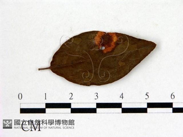 登錄號:F0020708藏品圖，第3張