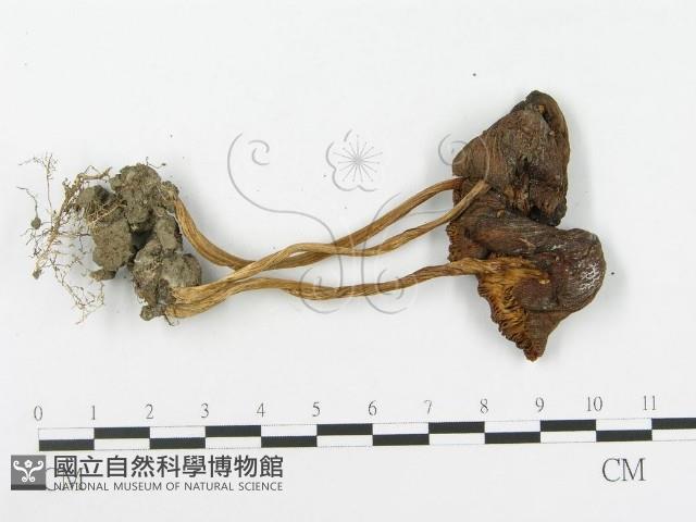 登錄號:F0010708藏品圖，第3張