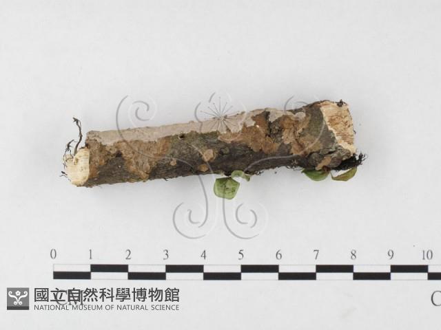 刺皮菌屬藏品圖，第3張