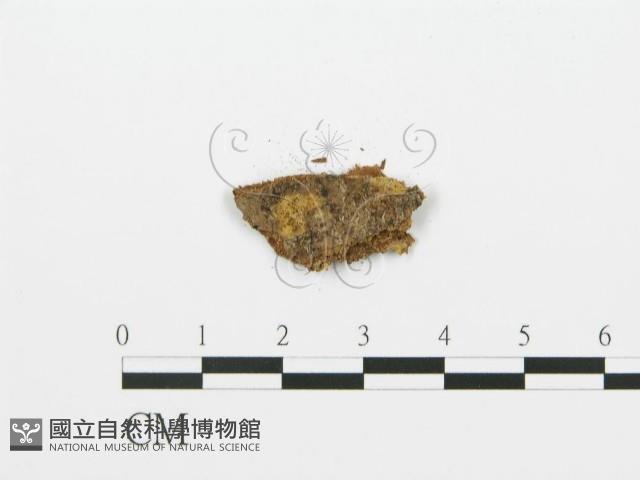 登錄號:F0016708藏品圖，第3張