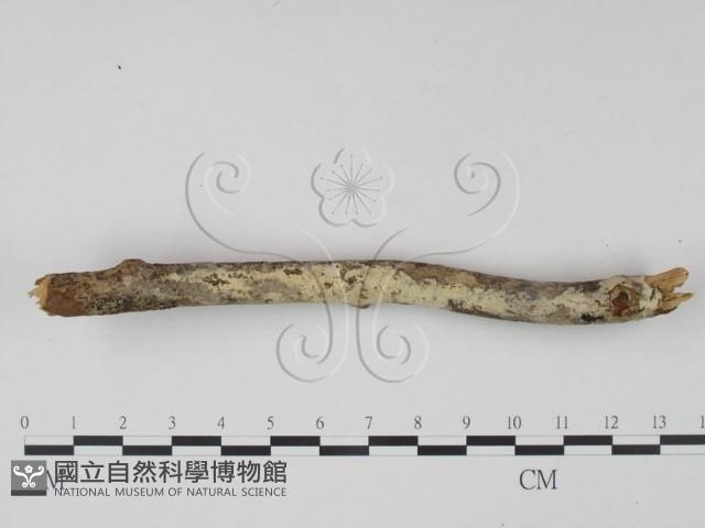 剛毛絲皮菌藏品圖，第3張