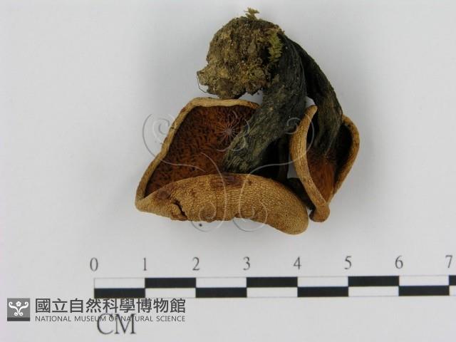 登錄號:F0001708藏品圖，第3張