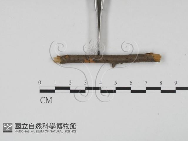 登錄號:F0011708藏品圖，第3張