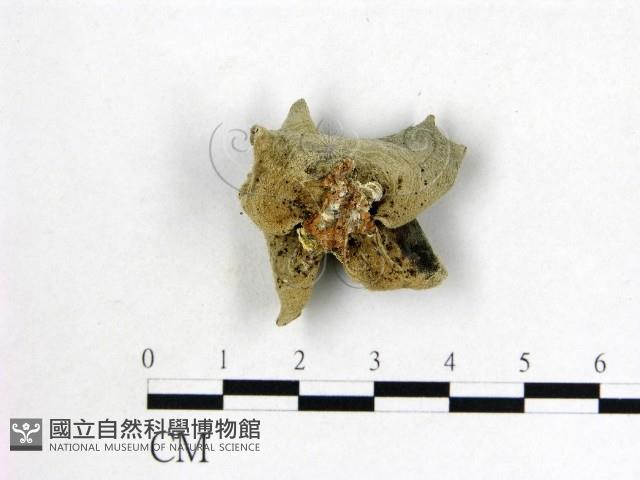 毛木耳藏品圖，第3張