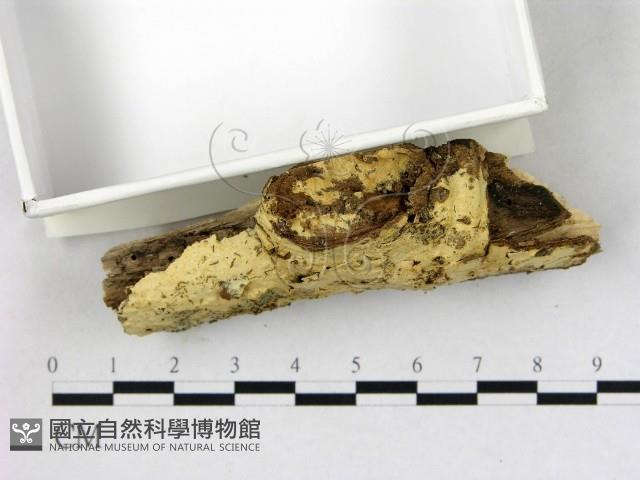 登錄號:F0022708藏品圖，第3張