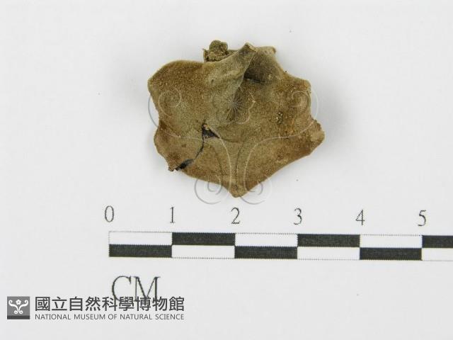 毛木耳藏品圖，第3張