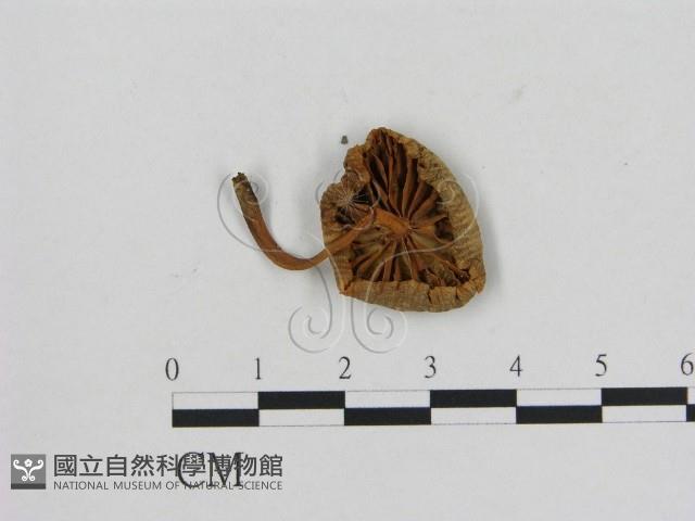 小菇屬藏品圖，第3張