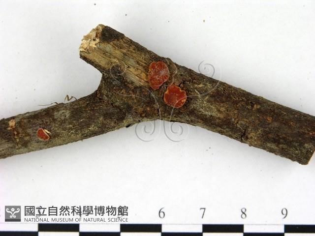 登錄號:F0007708藏品圖，第3張