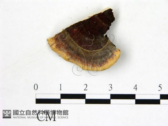 登錄號:F0017708藏品圖，第3張