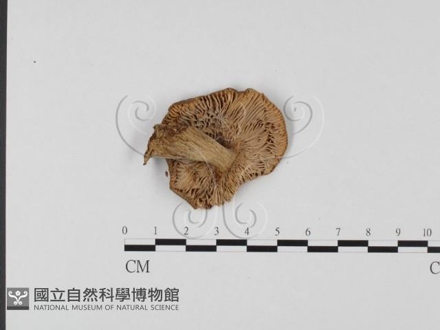 登錄號:F0025708藏品圖，第3張