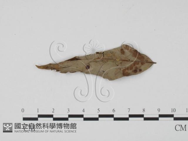 登錄號:F0019708藏品圖，第3張