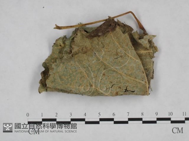 登錄號:F0023708藏品圖，第3張