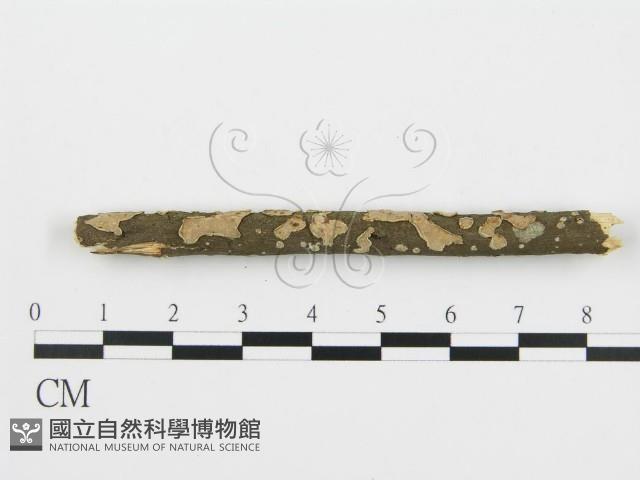 登錄號:F0013708藏品圖，第1張
