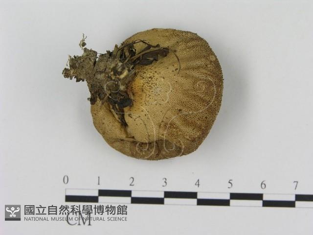 登錄號:F0020508藏品圖，第3張