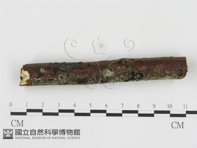 登錄號:F0000508藏品圖，第3張