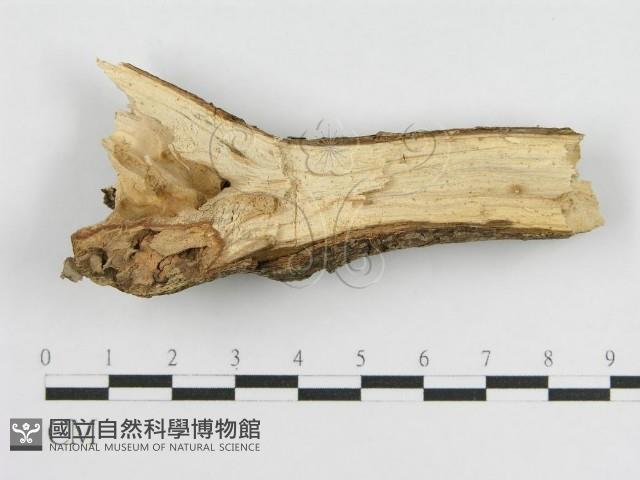 登錄號:F0010508藏品圖，第3張