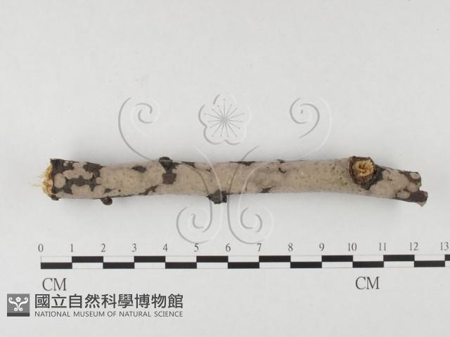 筍殼菌屬藏品圖，第3張