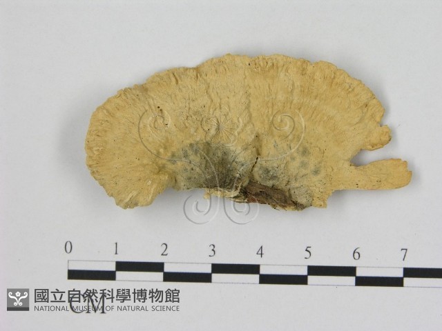 登錄號:F0006508藏品圖，第3張