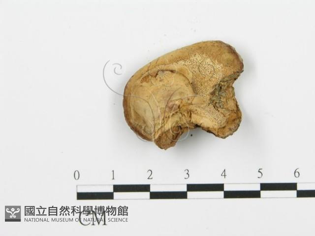 登錄號:F0016508藏品圖，第3張