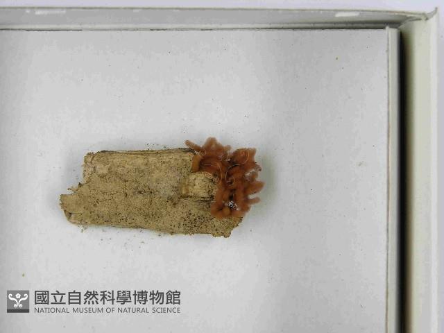 登錄號:F0021508藏品圖，第3張