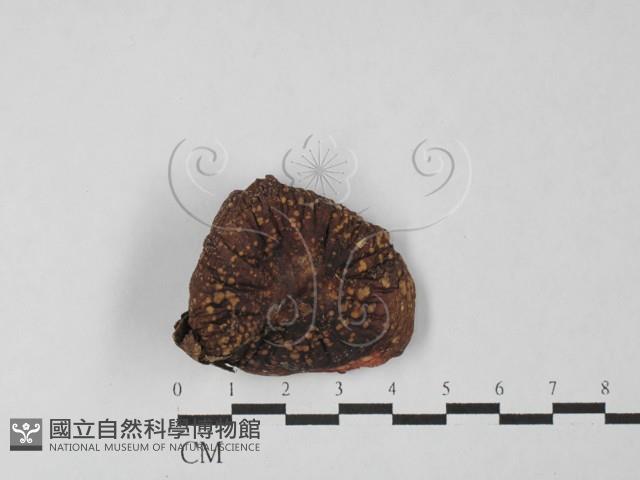 紅菇屬藏品圖，第3張