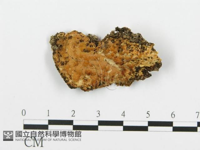 登錄號:F0017508藏品圖，第1張