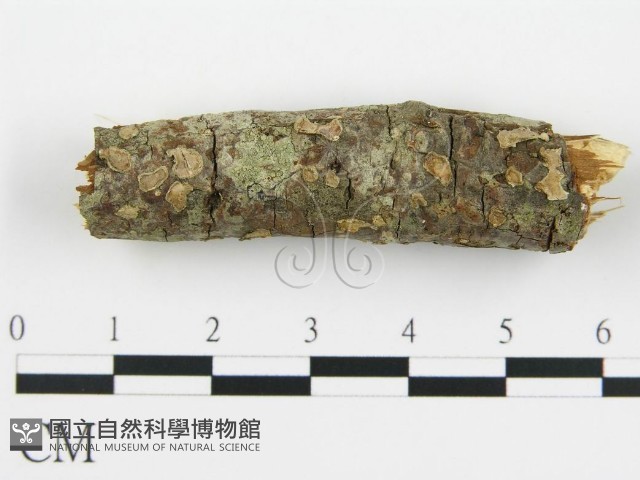 登錄號:F0015508藏品圖，第1張