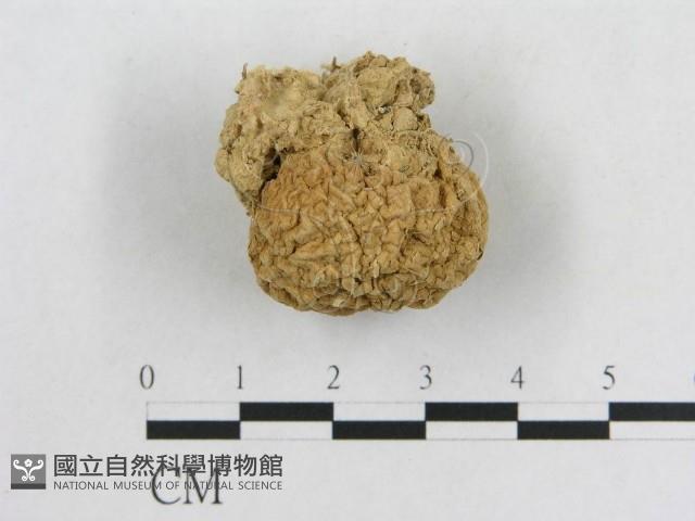 登錄號:F0003508藏品圖，第3張