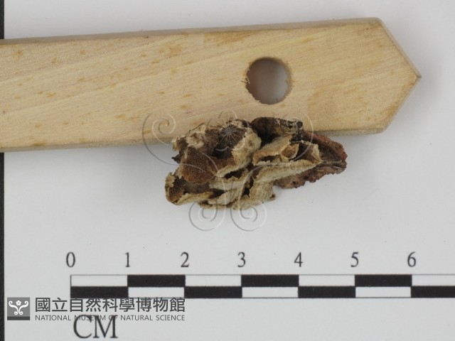 附毛菌屬藏品圖，第3張