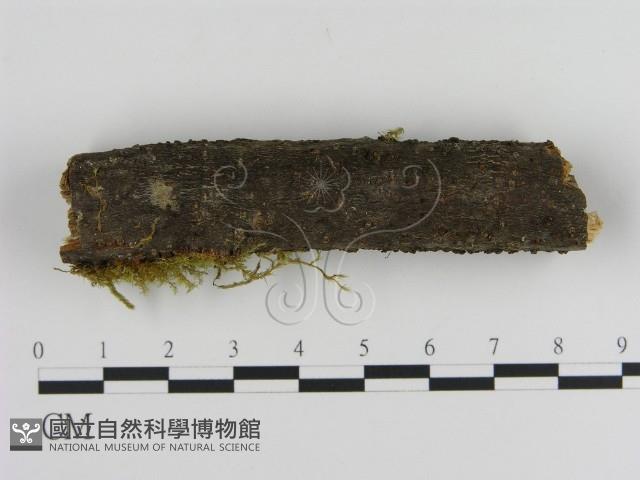 絲皮菌屬藏品圖，第3張