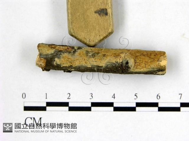 登錄號:F0022108藏品圖，第3張