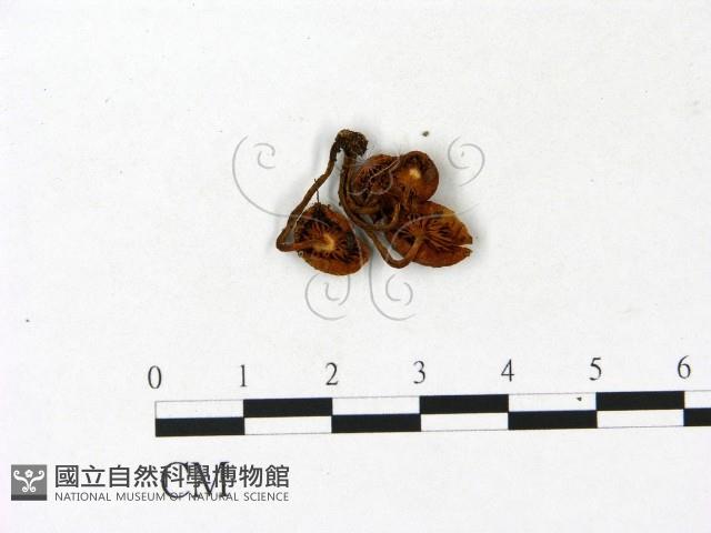 登錄號:F0023108藏品圖，第3張